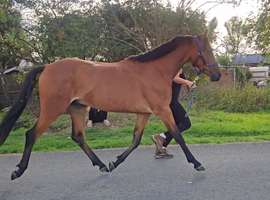 Stunning 13.2hh WPB