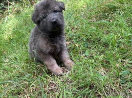 8 Stunning German Shepherd pups