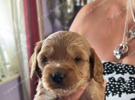 Cavapoo puppies ready end of july