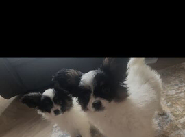 Beautiful puppies for sale