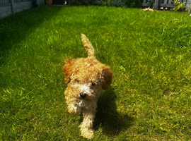 Cockapoo puppies