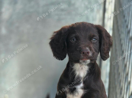 Sprocker Spaniel Male Pup