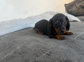 1 black tan boy available