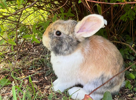 Gorgeous (7 Month Old) Mini Lop Mix Buck