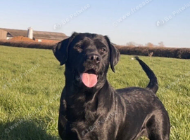 Beautiful Labrador female