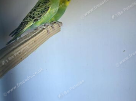 Baby budgies