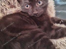 9 week old baby girl kitten