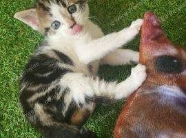 Kittens