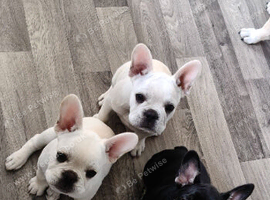 French bulldog puppies, KC registered for sale