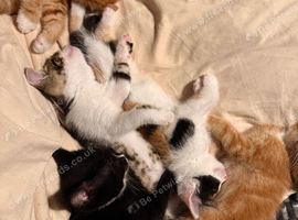 Kittens 8 weeks
