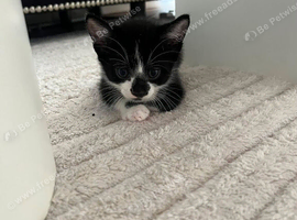 Beautiful Mixed Siamese &times; Domestic Shorthair Kitten