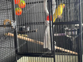 Yellow tame female ringneck