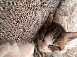 Mum is a ragdoll kittens ragdoll cross