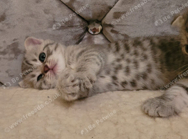 Scottish fold/straight kittens