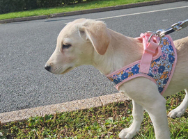 Labrador pup 10 months old