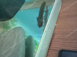 5month old axolotl