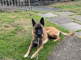 Strong Belgian Malinois for stud