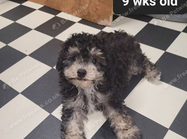 Toy Poodles X for sale