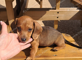 Miniature Dashhound puppies