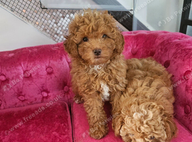 BEAUTIFUL F.1.B PUPPIES
