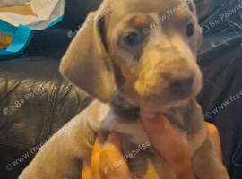 Mini dachshund