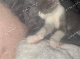 10 week old Grey & white female kitten NEEDS A HOME