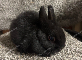 Netherland dwarf babies
