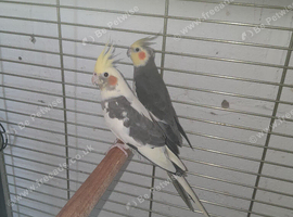 Pair of cockatiels