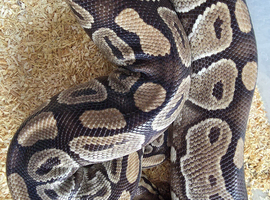 Adult female mocha royal python