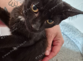 Beautiful Male Kitten