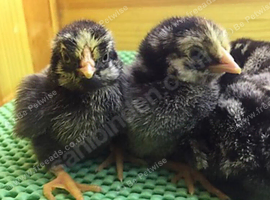 Little chick  available