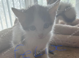 Domestic shorthair kittens