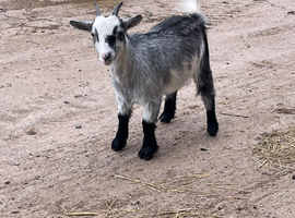 Pygmy Goat Nannies