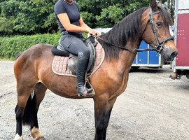 BEEN THERE DONE IT WELSH MARE