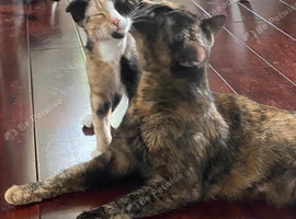 Beautiful Scottish Folds and Scottish Straights