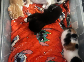 3 beautiful kittens