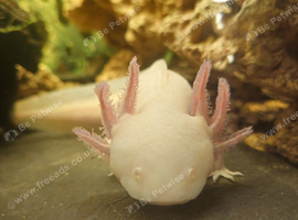 White Albino Axolotl for Sale &ndash; 1.5 Years Old