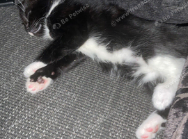 Tuxedos and a black kitten