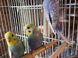 Budgies 4 sale