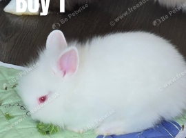 BEAUTIFUL PUREBRED LIONHEAD BABIES