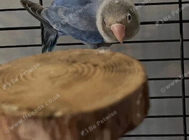 Male love bird, looking for an aviary home