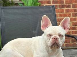 2 French ball dogs