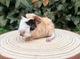 Beautiful baby boy piggies