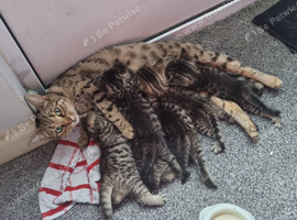 Bengal x kittens