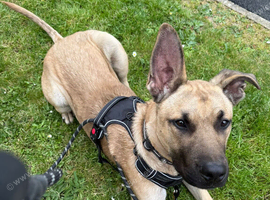 Handsome boy for sell
