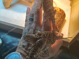 10 weeks old baby bearded dragons