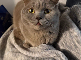 Female British Shorthair