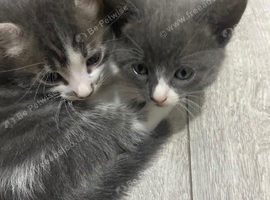 8 weeks old grey kitten