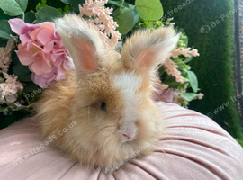 English angora buck