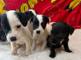 Miniature jack russel